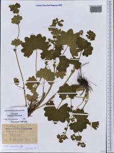 Alchemilla urceolata Juz., Caucasus, Stavropol Krai, Karachay-Cherkessia & Kabardino-Balkaria (K1b) (Russia)