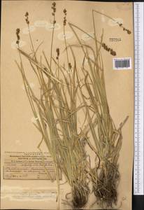 Carex polyphylla, Middle Asia, Dzungarian Alatau & Tarbagatai (M5) (Kazakhstan)