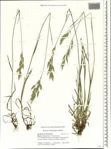 Bromus commutatus Schrad., Crimea (KRYM) (Russia)