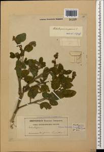 Heliotropium europaeum L., Caucasus, Georgia (K4) (Georgia)
