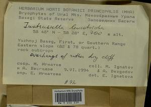 Iwatsukiella leucotricha (Mitt.) W.R. Buck & H.A. Crum, Bryophytes, Bryophytes - Permsky Krai, Udmurt Republic, Sverdlovsk & Kirov Oblasts (B8) (Russia)