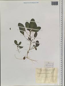 Amaranthus albus L., Siberia, Western Siberia (S1) (Russia)