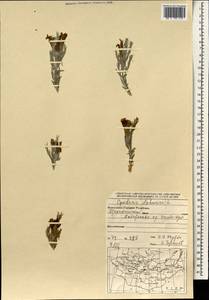 Cymbaria daurica L., Mongolia (MONG) (Mongolia)