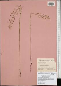 Camelina microcarpa Andrz. ex DC., Eastern Europe, Central region (E4) (Russia)