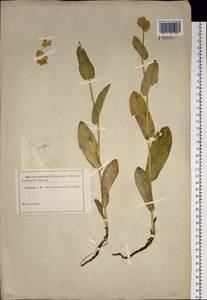 Bupleurum aureum Fisch., Siberia, Altai & Sayany Mountains (S2) (Russia)
