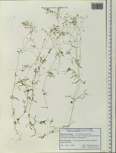 Stellaria longifolia (Regel) Muhl. ex Willd., Siberia, Western Siberia (S1) (Russia)