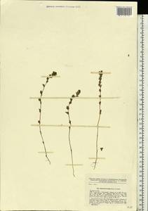 Euphrasia ×vernalis List, Eastern Europe, Northern region (E1) (Russia)