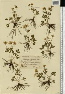 Ranunculus demissus DC., Eastern Europe, Lower Volga region (E9) (Russia)
