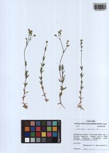 Cerastium arvense L., Siberia, Altai & Sayany Mountains (S2) (Russia)