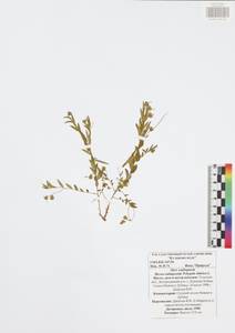 Polygala sibirica L., Eastern Europe, Central region (E4) (Russia)