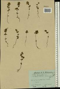 Euphrasia ×vernalis List, Eastern Europe, Central forest region (E5) (Russia)