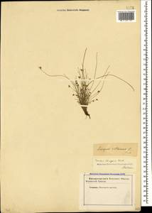 Isolepis setacea (L.) R.Br., Caucasus, Stavropol Krai, Karachay-Cherkessia & Kabardino-Balkaria (K1b) (Russia)