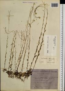 Arabis sagittata var. borealis (Andrz. ex Ledeb.) A. L. Ebel, Siberia, Chukotka & Kamchatka (S7) (Russia)