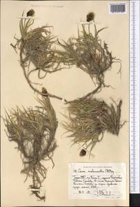 Carex melanantha C.A.Mey., Middle Asia, Pamir & Pamiro-Alai (M2) (Tajikistan)