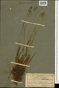 Phleum alpinum L., Caucasus, Armenia (K5) (Armenia)