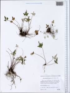 Aleuritopteris argentea (S. G. Gmel.) Fée, Siberia, Russian Far East (S6) (Russia)