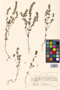 Euphrasia × vernalis List, Eastern Europe, Moscow region (E4a) (Russia)