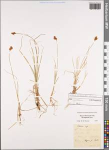 Carex lachenalii Schkuhr , nom. cons., Siberia, Western Siberia (S1) (Russia)