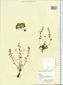 Cochlearia groenlandica L., Eastern Europe, Northern region (E1) (Russia)