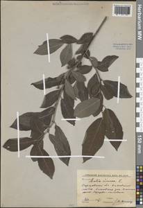 Salix cinerea L., Eastern Europe, Lower Volga region (E9) (Russia)