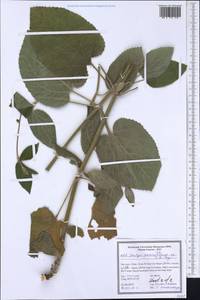 Stachys alpina subsp. alpina, South Asia, South Asia (Asia outside ex-Soviet states and Mongolia) (ASIA) (Iran)