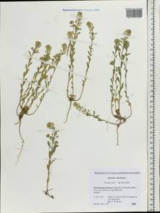 Alyssum alyssoides (L.) L., Eastern Europe, Rostov Oblast (E12a) (Russia)
