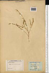 Cakile maritima subsp. euxina (Pobed.) Nyár., Eastern Europe, Moldova (E13a) (Moldova)