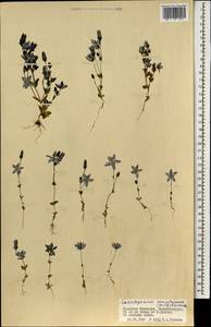 Lomatogonium carinthiacum (Wulfen) Reichenb., Mongolia (MONG) (Mongolia)