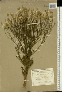 Klasea erucifolia (L.) Greuter & Wagenitz, Eastern Europe, North Ukrainian region (E11) (Ukraine)