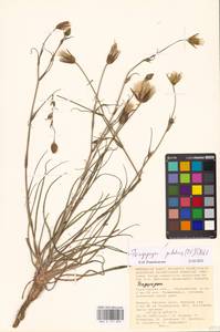 Tragopogon podolicus Besser ex DC., Eastern Europe, Lower Volga region (E9) (Russia)