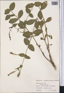 Silene ovalifolia (Regel & Schmalh.) Melzheimer, Middle Asia, Pamir & Pamiro-Alai (M2) (Tajikistan)