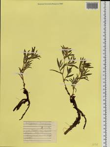 Koenigia ocreata (L.) T. M. Schust. & Reveal, Siberia, Western Siberia (S1) (Russia)