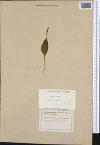 Ophioglossum vulgatum L., Western Europe (EUR) (France)