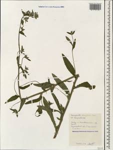 Campanula glomerata subsp. oblongifolia (Kharadze) Fed., Caucasus, Black Sea Shore (from Novorossiysk to Adler) (K3) (Russia)