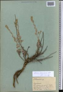Artemisia schrenkiana Ledeb., Middle Asia, Syr-Darian deserts & Kyzylkum (M7) (Kazakhstan)