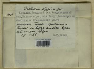 Cinclidium stygium Sw., Bryophytes, Bryophytes - Karelia, Leningrad & Murmansk Oblasts (B4) (Russia)