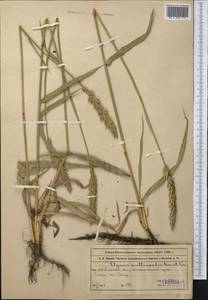 Leymus multicaulis (Kar. & Kir.) Tzvelev, Middle Asia, Northern & Central Tian Shan (M4) (Kazakhstan)