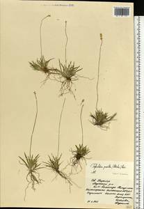 Tofieldia pusilla (Michx.) Pers., Eastern Europe, Northern region (E1) (Russia)