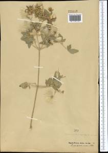 Clematis orientalis L., Middle Asia, Western Tian Shan & Karatau (M3)