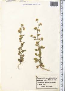 Neobrachyactis roylei (DC.) Brouillet, Middle Asia, Pamir & Pamiro-Alai (M2) (Tajikistan)