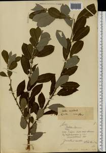 Salix aurita L., Eastern Europe, Lower Volga region (E9) (Russia)