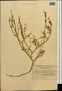 Cakile maritima subsp. euxina (Pobed.) Nyár., Caucasus, Dagestan (K2) (Russia)