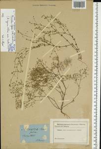Sabulina tenuifolia subsp. tenuifolia, Eastern Europe, South Ukrainian region (E12) (Ukraine)