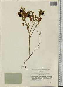 Vaccinium myrtillus L., Siberia, Central Siberia (S3) (Russia)