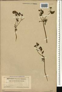 Geranium tuberosum L., Caucasus (no precise locality) (K0)