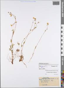 Potentilla stipularis L., Eastern Europe, Northern region (E1) (Russia)