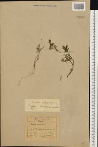 Caucalis platycarpos L., Eastern Europe, North-Western region (E2) (Russia)