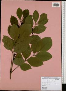 Fraxinus excelsior L., Eastern Europe, Central region (E4) (Russia)