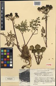Oreocomopsis xizangensis Pimenov & Kljuykov, South Asia, South Asia (Asia outside ex-Soviet states and Mongolia) (ASIA) (China)