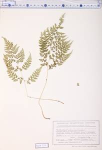 Cystopteris sudetica A. Braun & Milde, Siberia, Altai & Sayany Mountains (S2) (Russia)